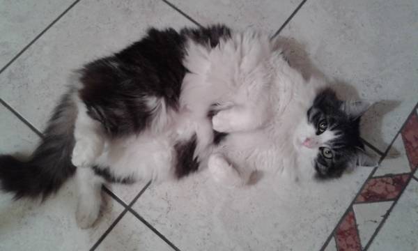I vostri gatti 5 (inserita in galleria)