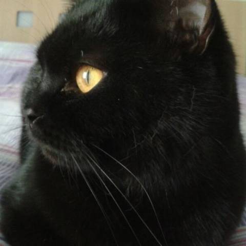 I vostri gatti 6 (inserita in galleria)