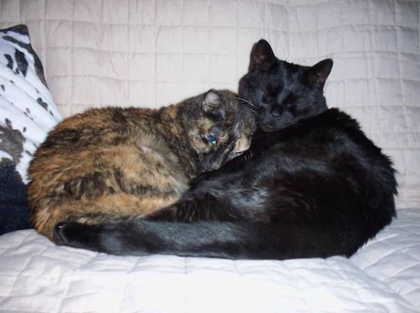 I vostri gatti 6 (inserita in galleria)
