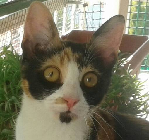 I vostri gatti 6 (inserita in galleria)