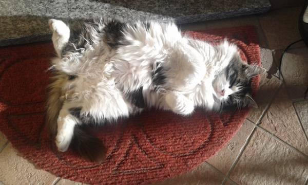 I vostri gatti 6 (inserita in galleria)