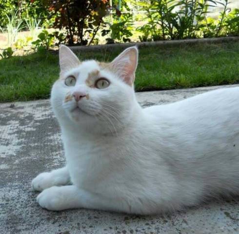 I vostri gatti 7 (inserita in galleria)