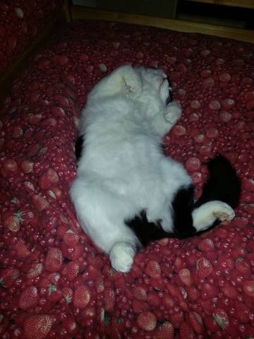 I vostri gatti 7 (inserita in galleria)