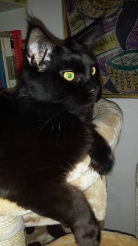 I vostri gatti 8 (inserita in galleria)