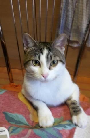 I vostri gatti 9 (inserita in galleria)