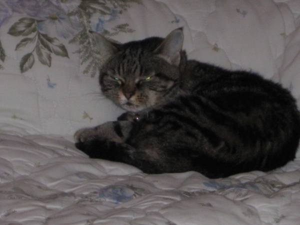 I vostri gatti 9 (inserita in galleria)