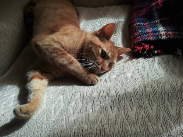 I vostri gatti (inserita in galleria)