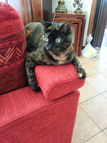 I vostri gatti (inserita in galleria)