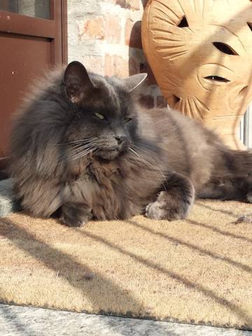 I vostri gatti (inserita in galleria)
