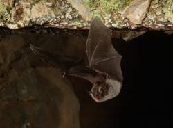 IL mondo delle grotte (inserita in galleria)