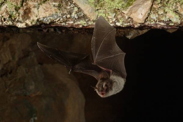 IL mondo delle grotte (inserita in galleria)