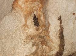 IL mondo delle grotte (inserita in galleria)