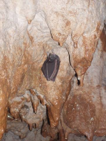 IL mondo delle grotte (inserita in galleria)