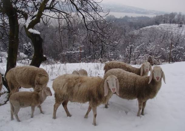 Pecore e neve