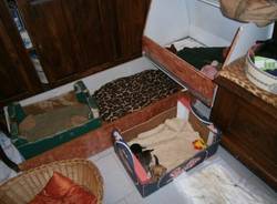 Scoperto un allevamento abusivo con oltre 40 animali (inserita in galleria)