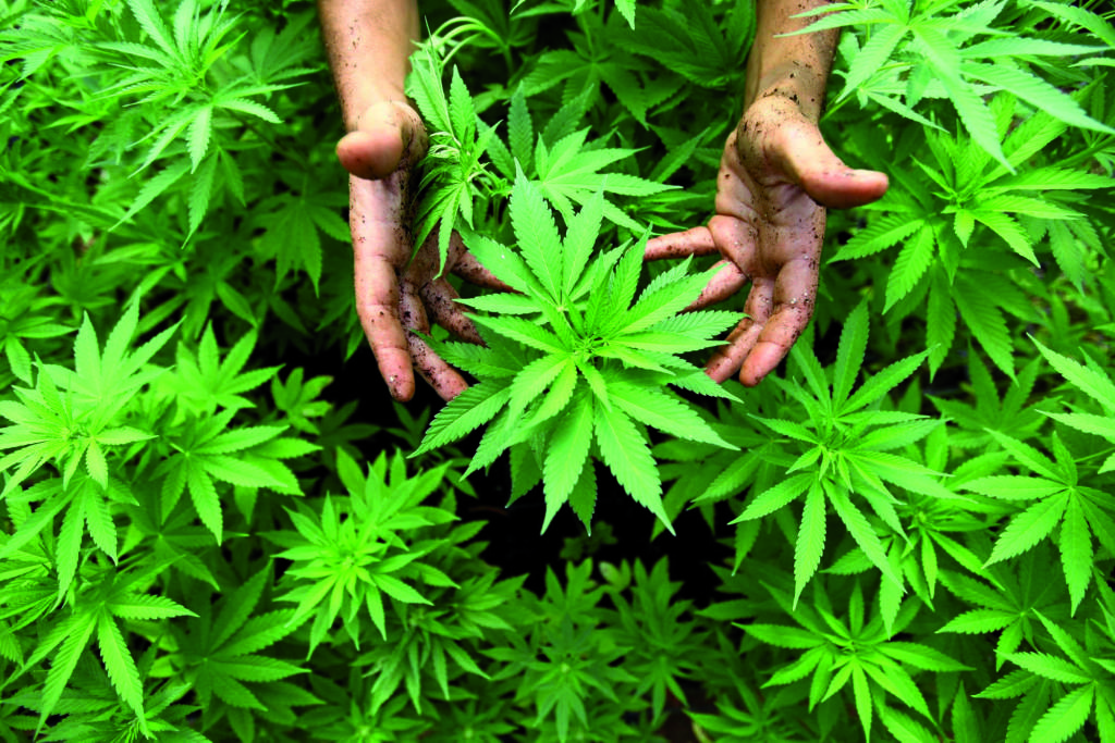 cannabis canapa indiana cannabis sativa