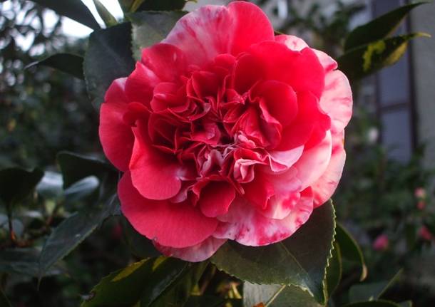 Una camelia speciale