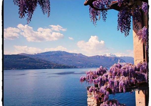 Il glicine in fiore a Santa Caterina del Sasso