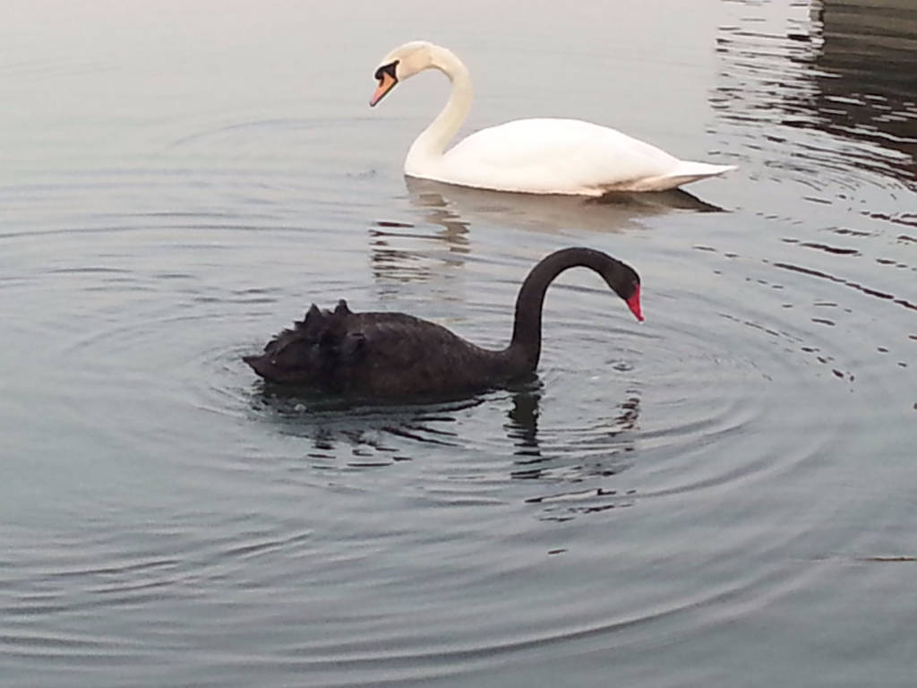cigno nero