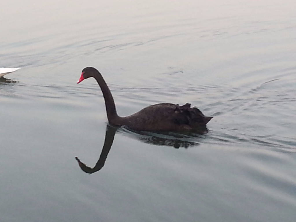 cigno nero