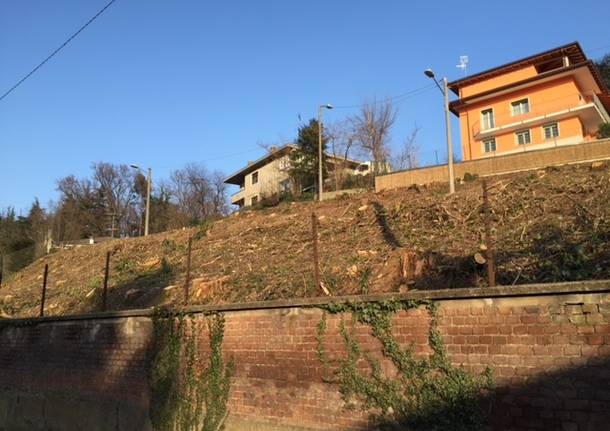 collina alberi tagliati via dembowski