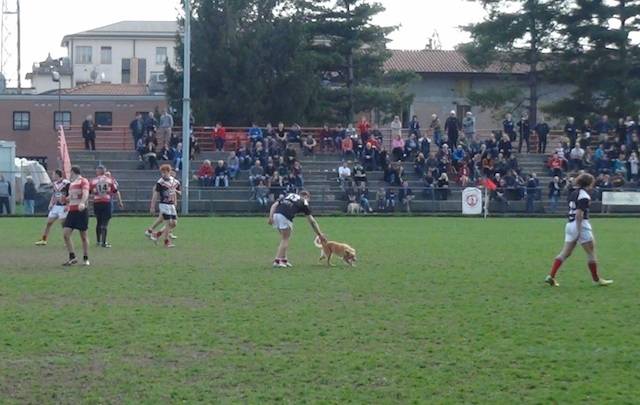 rugby varese rho 33-10