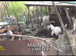 Striscia la notizia a Malnate 