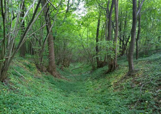 Bosco del Rugareto