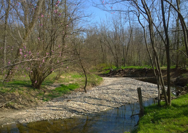 Bosco del Rugareto