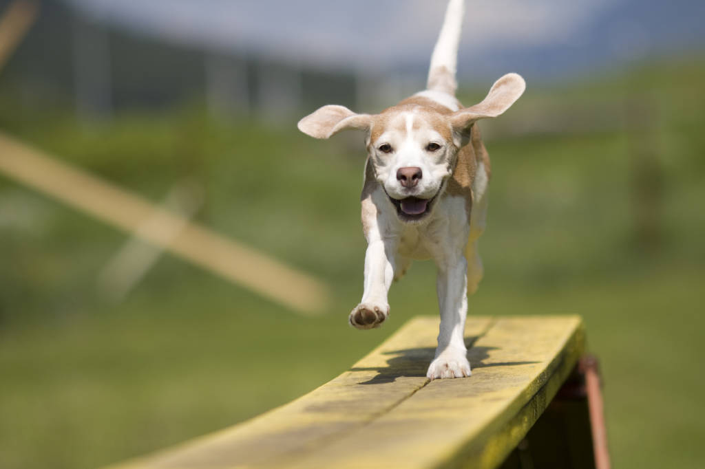 Mi offro volontaria per istituire un\'area verde per i cani a Varese