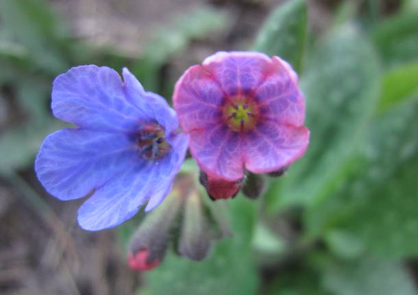 Rosa e azzurro