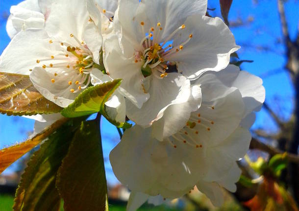 Fiori di ciliegio tra Italia e Giappone