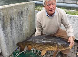 Carpa pescata nel Tresa a Lavena Ponte Tresa