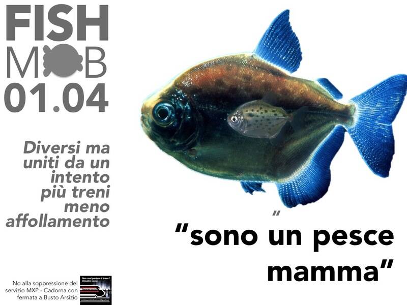 Fish Mob 7