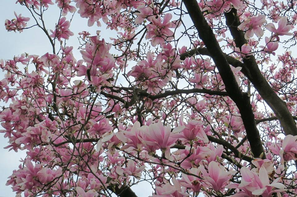 Primavera