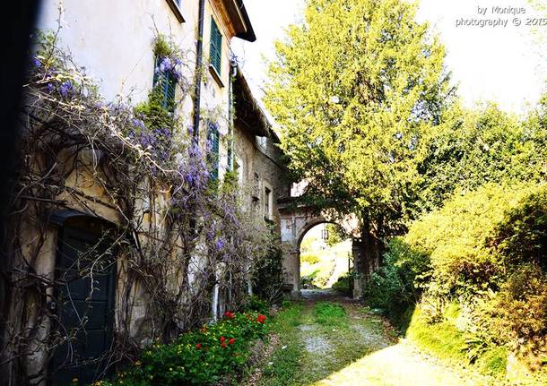 Varese