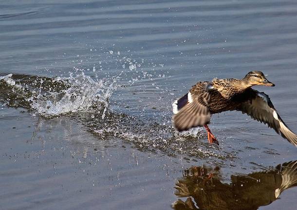 Volo sull'acqua 