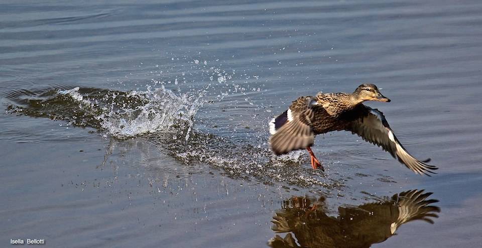 Volo sull'acqua 