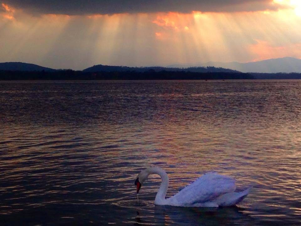 Lago di Varese, il cigno