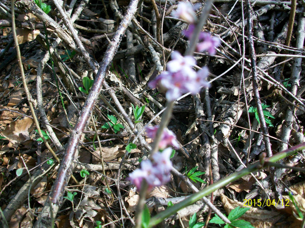 La ginestra