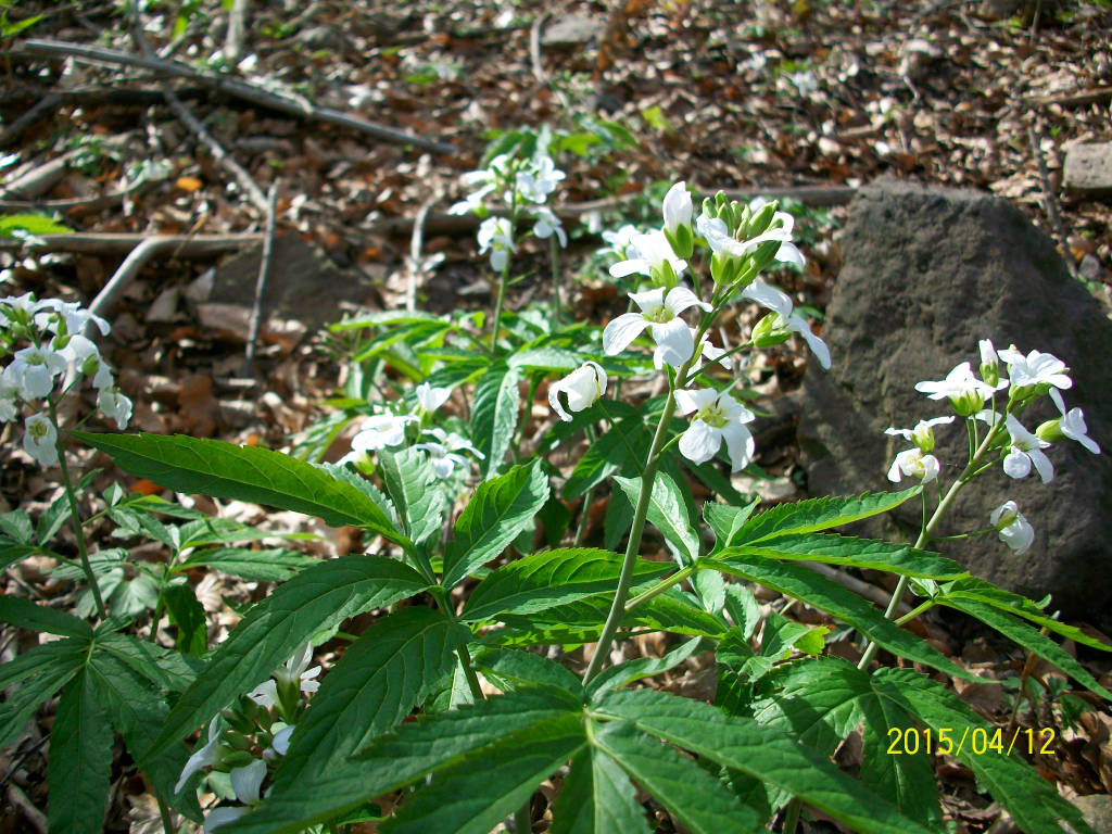 La ginestra