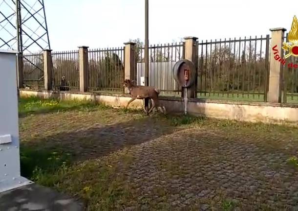 lonate pozzolo cervo intrappolato