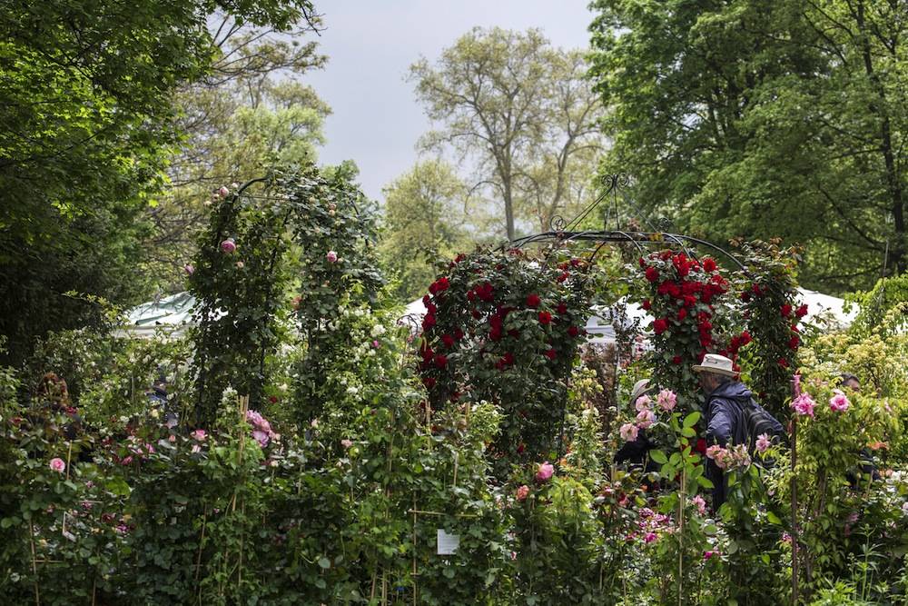 Mostra Fiori Castello di Masino 