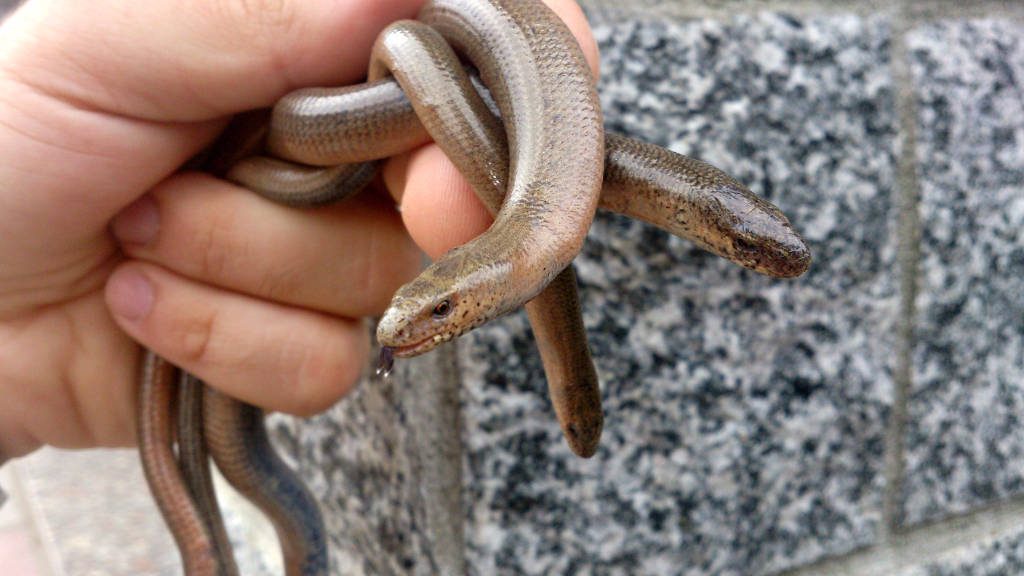 serpenti provincia di varese