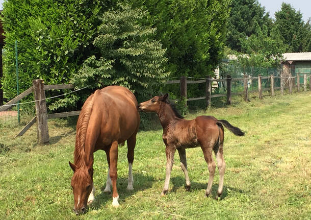 141Tour Lonate Ceppino: i luoghi