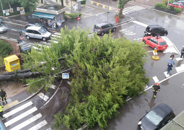 albero caduto biumo inferiore