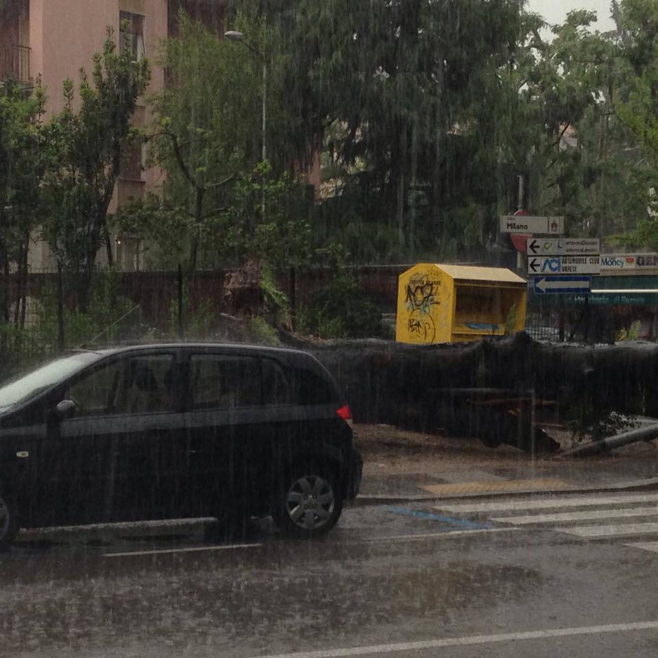 albero caduto biumo inferiore