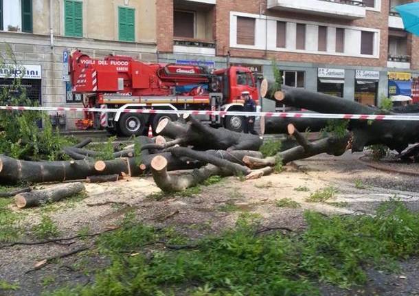 Cade un albero a Biumo Inferiore