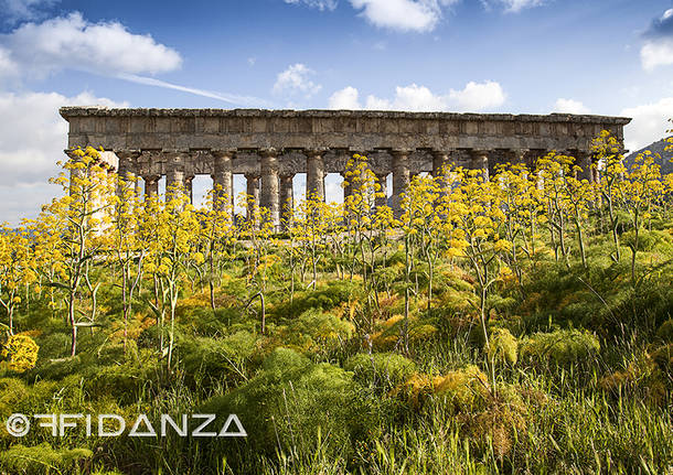 Segesta immersa nel giallo