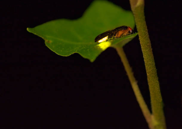 Lucciole e animali della notte